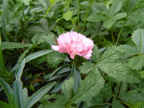 carnation rosa grass