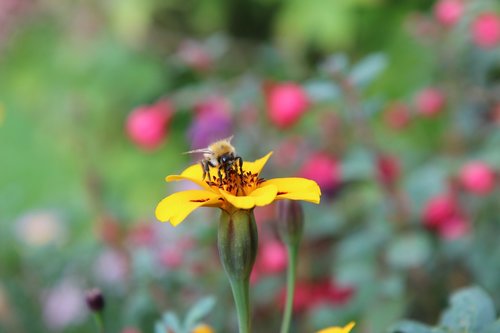 carnation of india  insect  bee