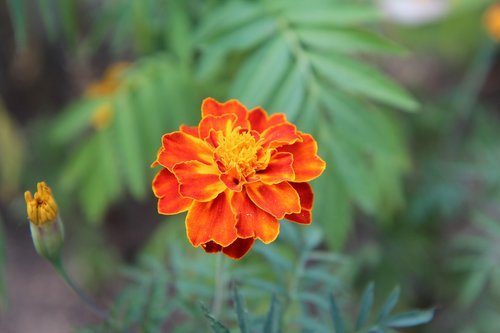 carnation of india legionnaire  carnation of india  flower