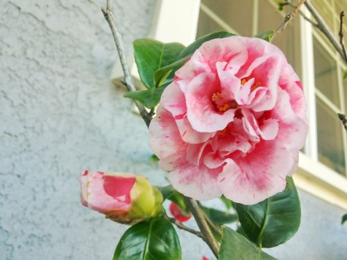 carnations pink ornamental trees