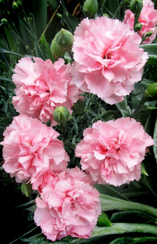 carnations pink plant