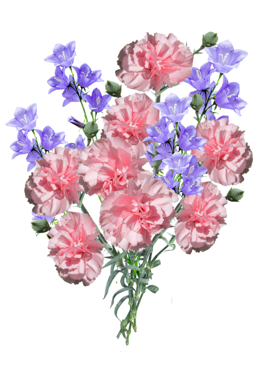 carnations flowers blue