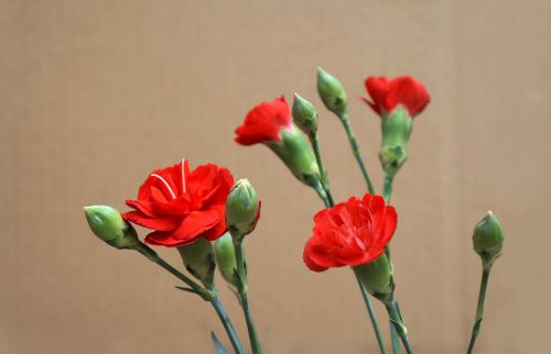 carnations red natural