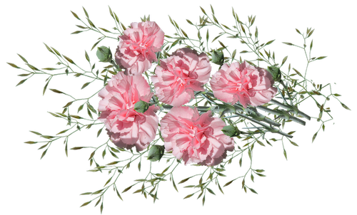 carnations  flowers  nature