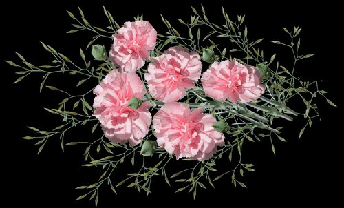 carnations  pink  flowers