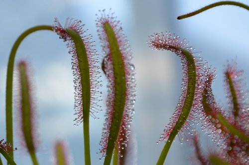 carnivorous plant  drop  green