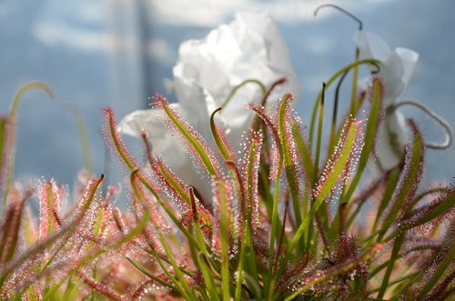 carnivorous plant  drop  green