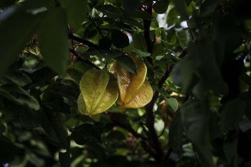 carom fruit nature