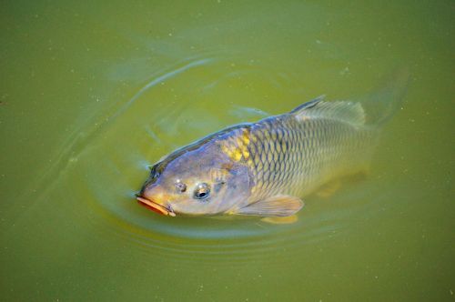 carp fish appear