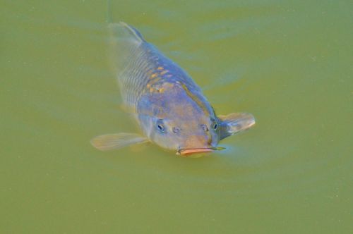 carp fish appear