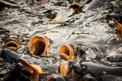 carp pond fish