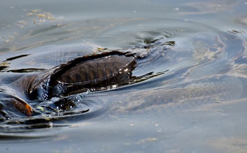 carp swim water surface
