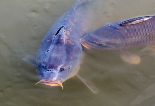 carp fish water surface