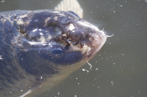 carp  fish  koi