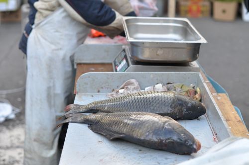 carp harvesting scales