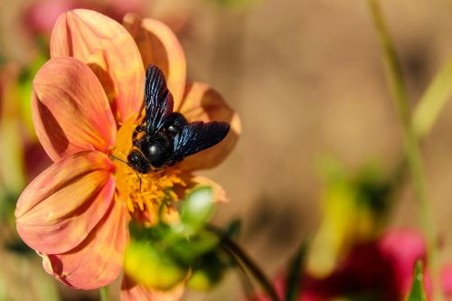 carpenter bee bee insect