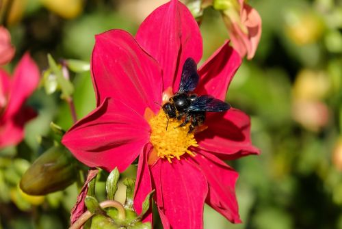 carpenter bee bee insect