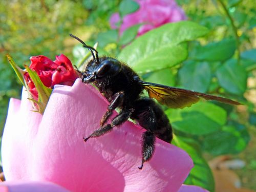 carpenter bee insect forage
