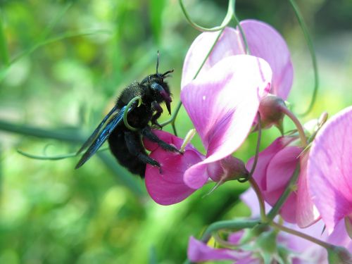 carpenter bee blue black wooden bee insect