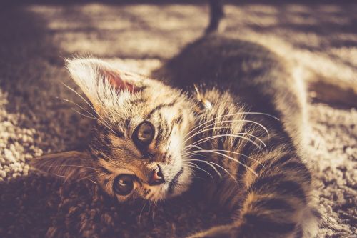 carpet kitten cat