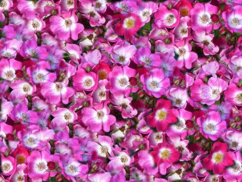 carpet of flowers pink white spring