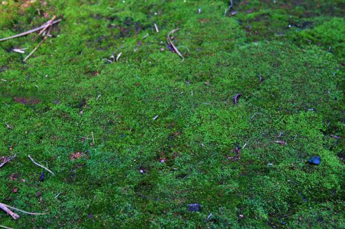 Carpet Of Moss