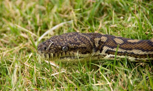 carpet python snake python