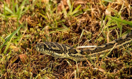 carpet python  snake  python