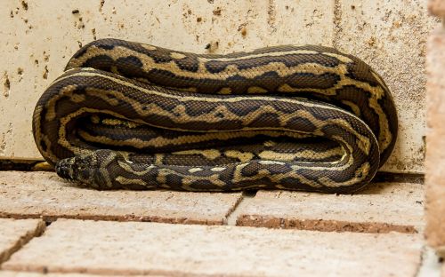 carpet python python coiled