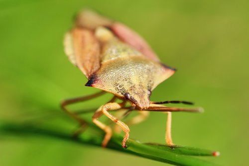 carpocoris fuscispinus  northern fruit bug  bug
