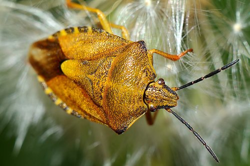 carpocoris purpureipennis  insect  macro