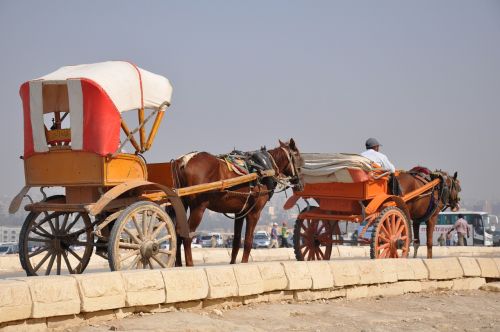 carriage horse egypt