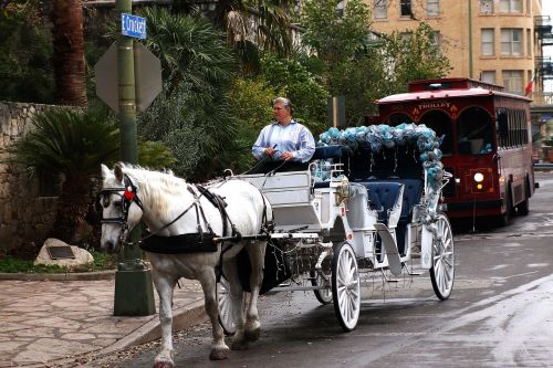 carriage horse-drawn trolley