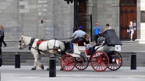 carriage horse cart