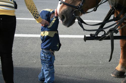 Carriage Horse And A Little Boy