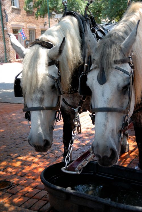 Carriage Horses Feeding