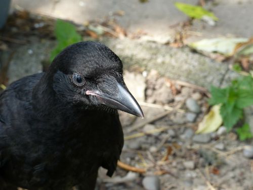 carrion crow young bird blue eye