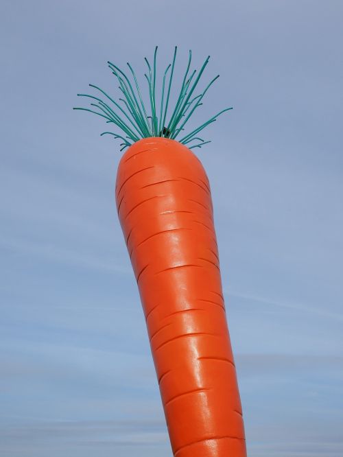 carrot red le roi carotte
