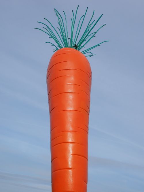 carrot red le roi carotte
