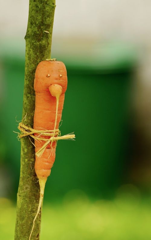 carrot bio biotonne