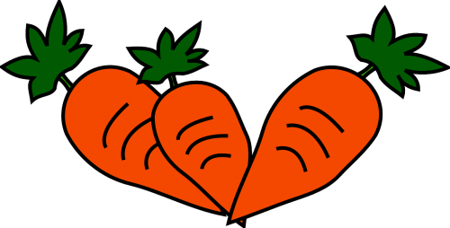 carrot food vegetable