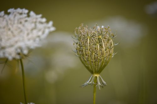 carrot wild carrot plant