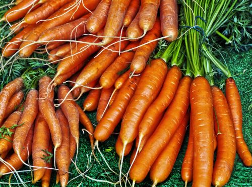 carrot yellow beet carrots