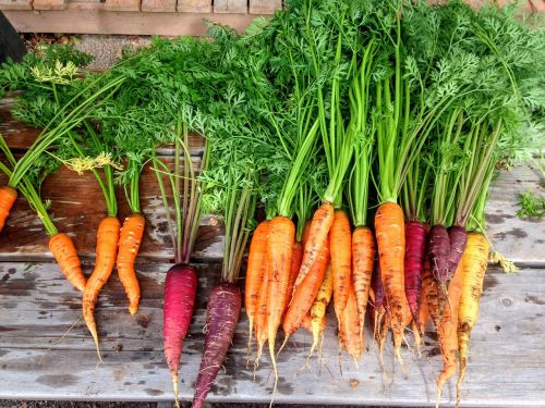 carrot carrots produce