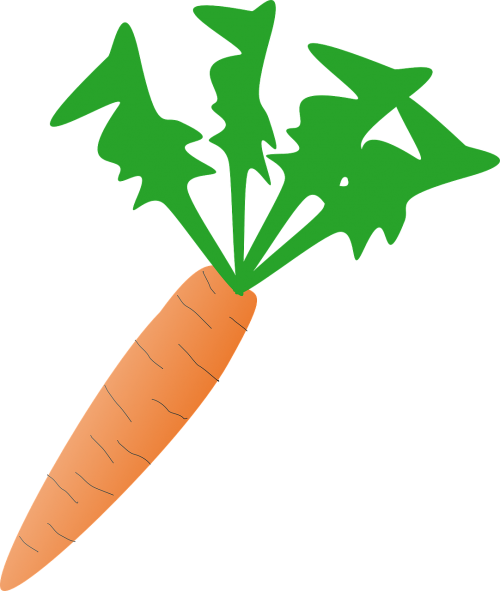 carrot vegetable fresh