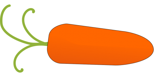 carrot vegetable food