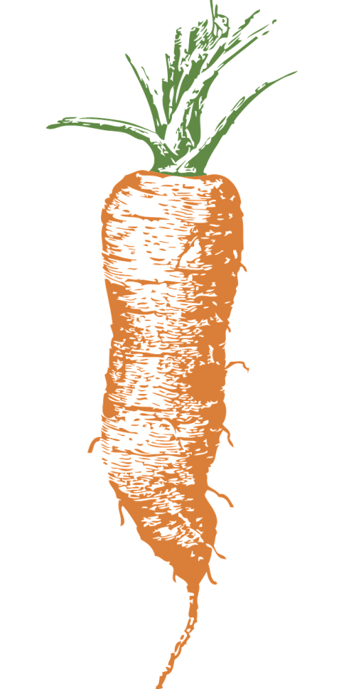 carrot orange food