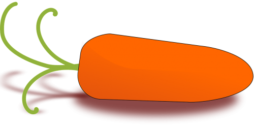 carrot root vegetable