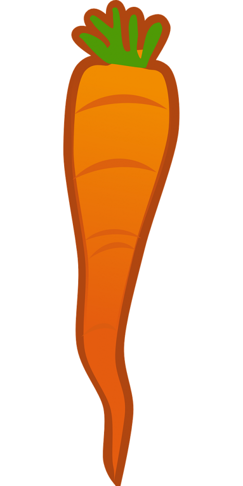 carrot orange root vegetable