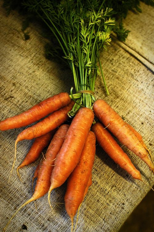 carrot food farm